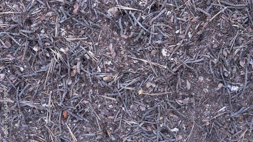 Close up of ants crawling on surface of anthill, 4k resolution video.