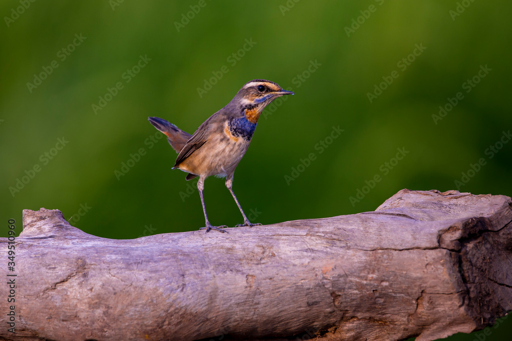 Fototapeta premium Bluethroat bird standing on a log, the neck has an orange stripe, blue stripe and alternating black stripes down to the chest with the background is a field.