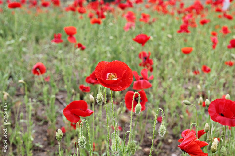 Fototapeta premium 한국 경기도 시흥시 시흥생태공원 입니다