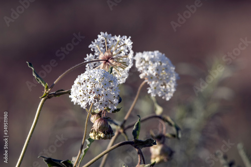 Sweet Sand Verbena or Cottonball blooms in the high desert of New Mexico in spring photo