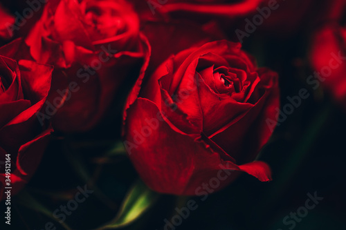three red roses. Red rose. Background. Flowers. Love concept. Love photo. 