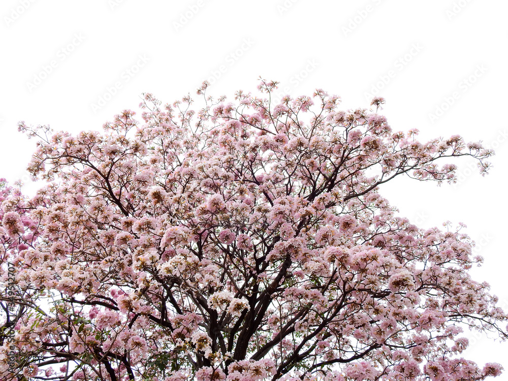 Pink trumpet tree (Tabebuia rosea), The beauty of pink flowers that are blooming at season Pink trumpet tree (Tabebuia rosea), The beauty of pink flowers that are blooming at season
