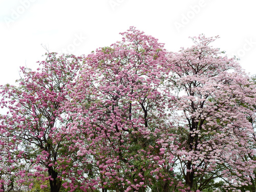 Pink trumpet tree  Tabebuia rosea   The beauty of pink flowers that are blooming in the winter