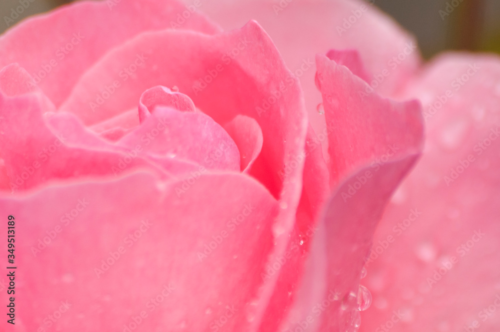 Pink rose full of dew drops ultra macro shot Pink rose full of dew drops ultra macro shot
