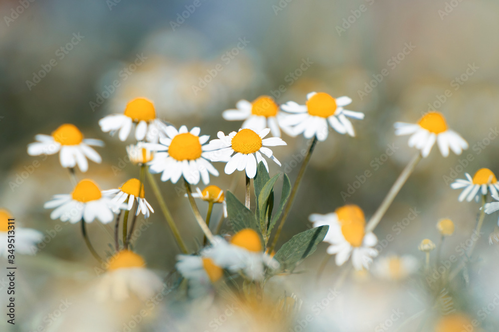 Wild chamomile close-up in summer meadow