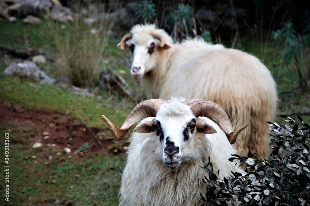 white goat on the farm. Two rams on a small croatian firm white goat on the farm. Two rams on a small croatian firm