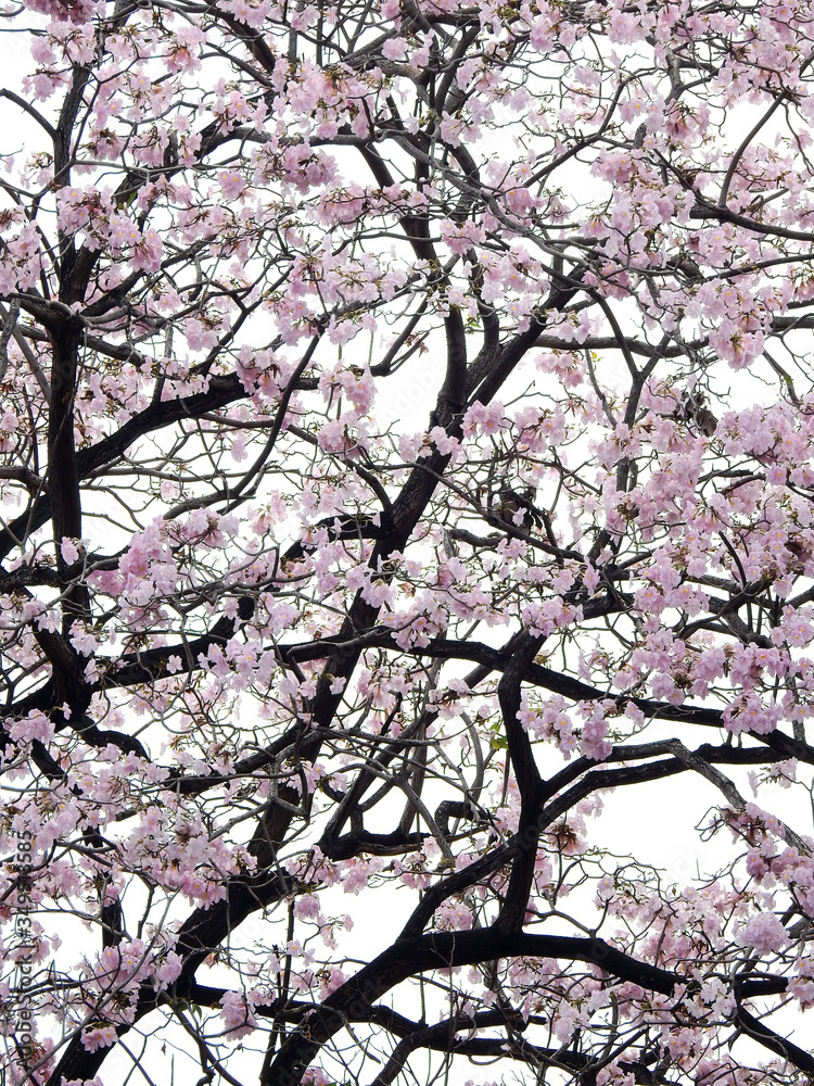 Pink trumpet tree (Tabebuia rosea), The beauty of pink flowers that are blooming at season Pink trumpet tree (Tabebuia rosea), The beauty of pink flowers that are blooming at season