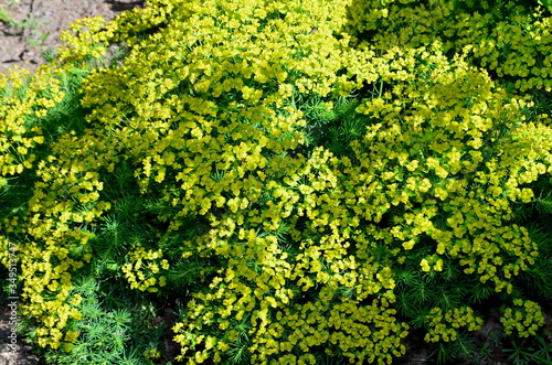  Cypress euphorbia grows on a spring day in sunny weather.