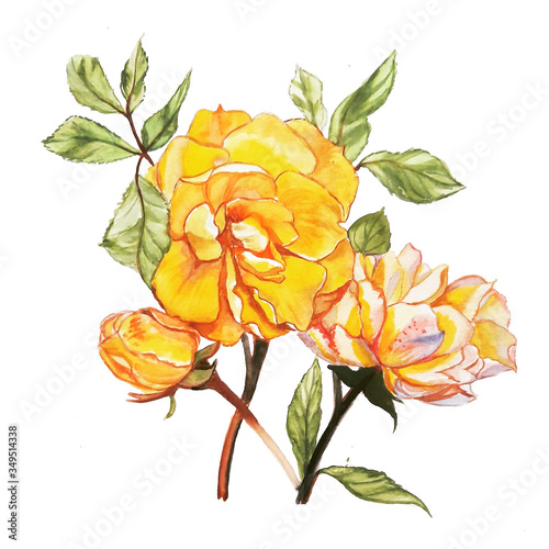 yellow rose flowers branch on transparent background