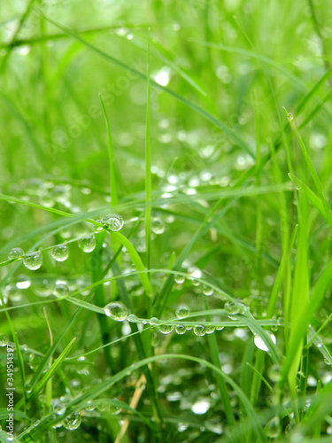 drop of dew on green leaf of grass