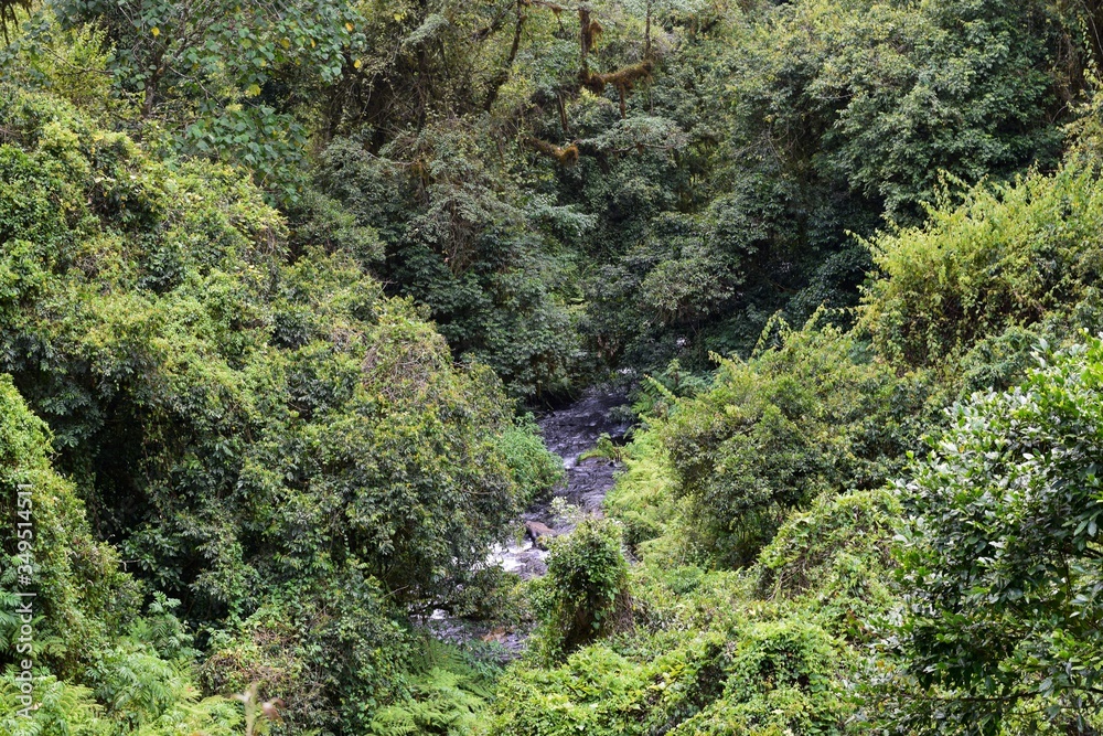 Fresh water river in the Aberdare Ranges, Kenya Fresh water river in the Aberdare Ranges, Kenya