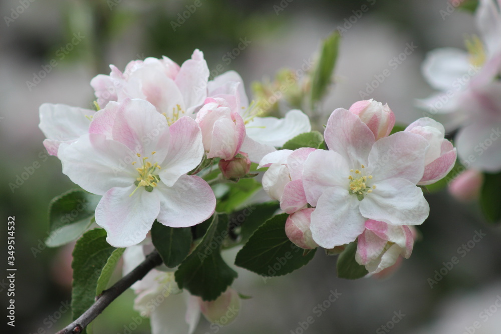 White flowering branches of apple tree with flowers. White flowering branches of apple tree with flowers.