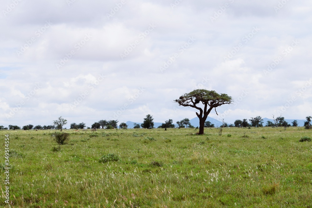 Naklejka premium Trees in the forest, Aberdare Ranges, Kenya