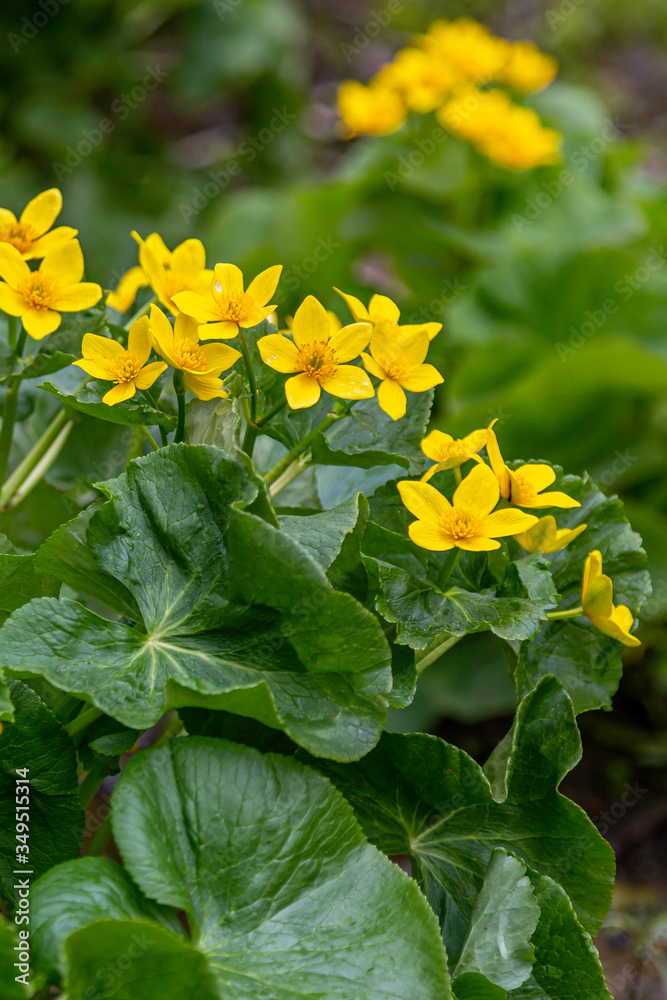 Fototapeta premium Yellow Marsh Flowers