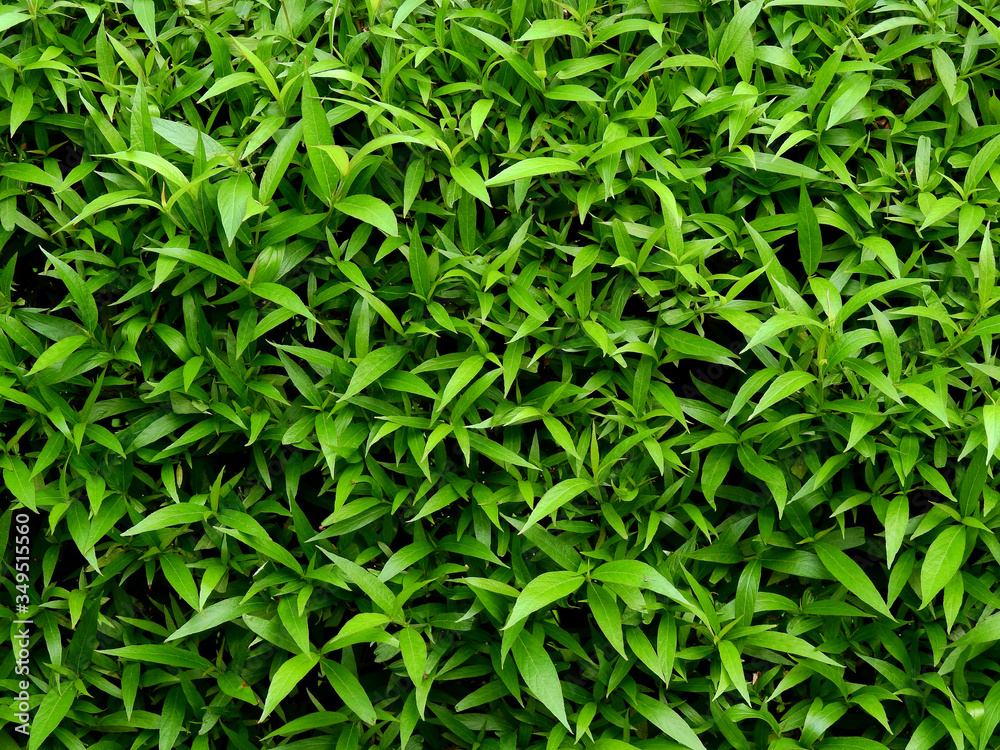 green leaf bush texture