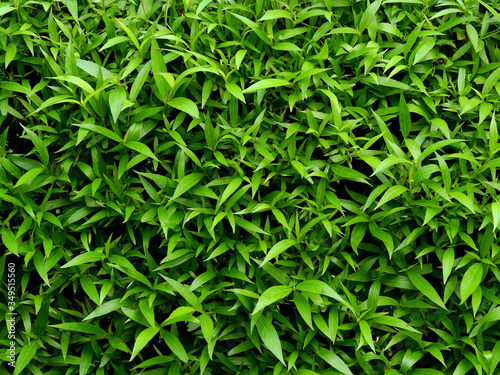 green leaf bush texture