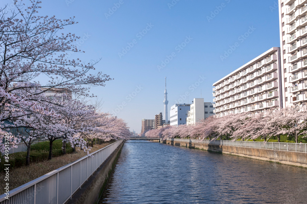 大横川に咲く満開の桜（東京都江東区）
