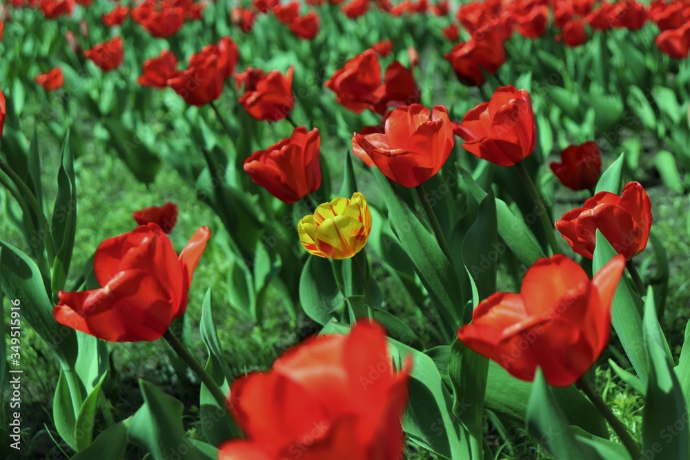 Many red tulips among which one is yellow.