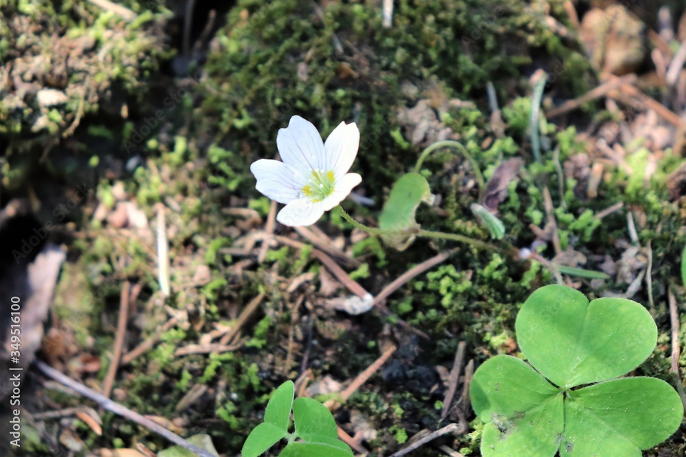 Small forest white delicate flower. Small forest white delicate flower.