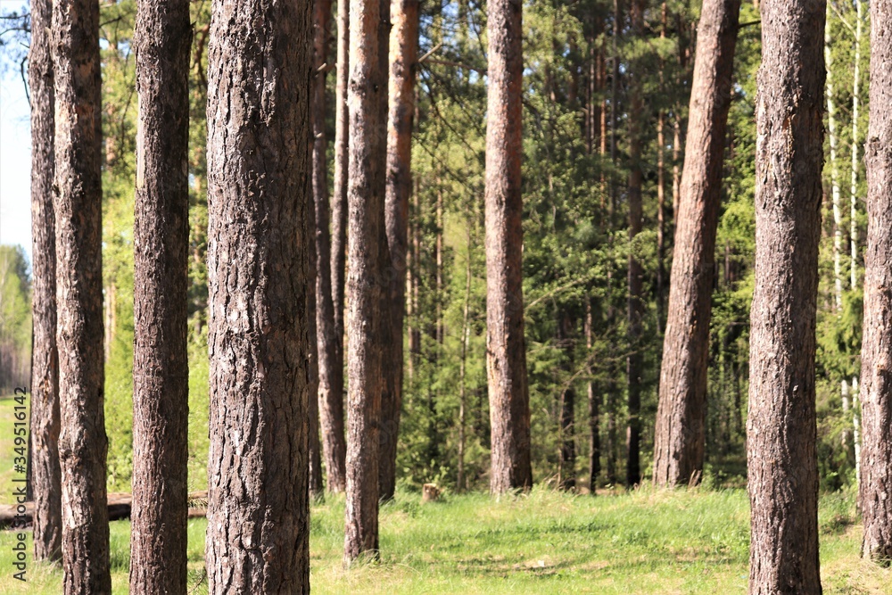 Naklejka premium Trunks of pine trees in the forest.