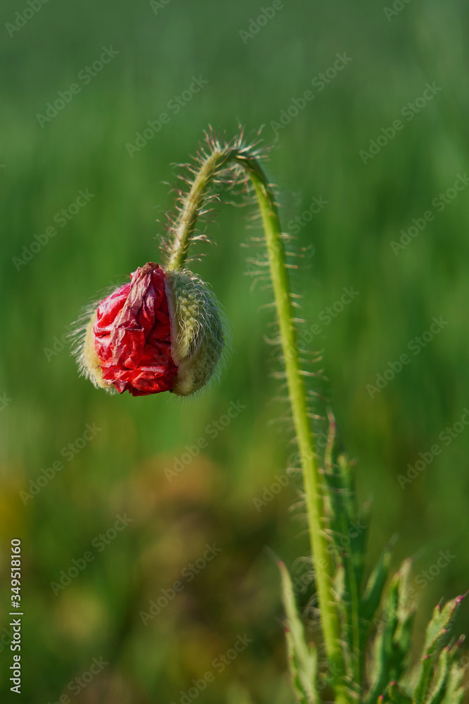 Red blooming poppy surrounded by green grass in a spring meadow. Red blooming poppy surrounded by green grass in a spring meadow.