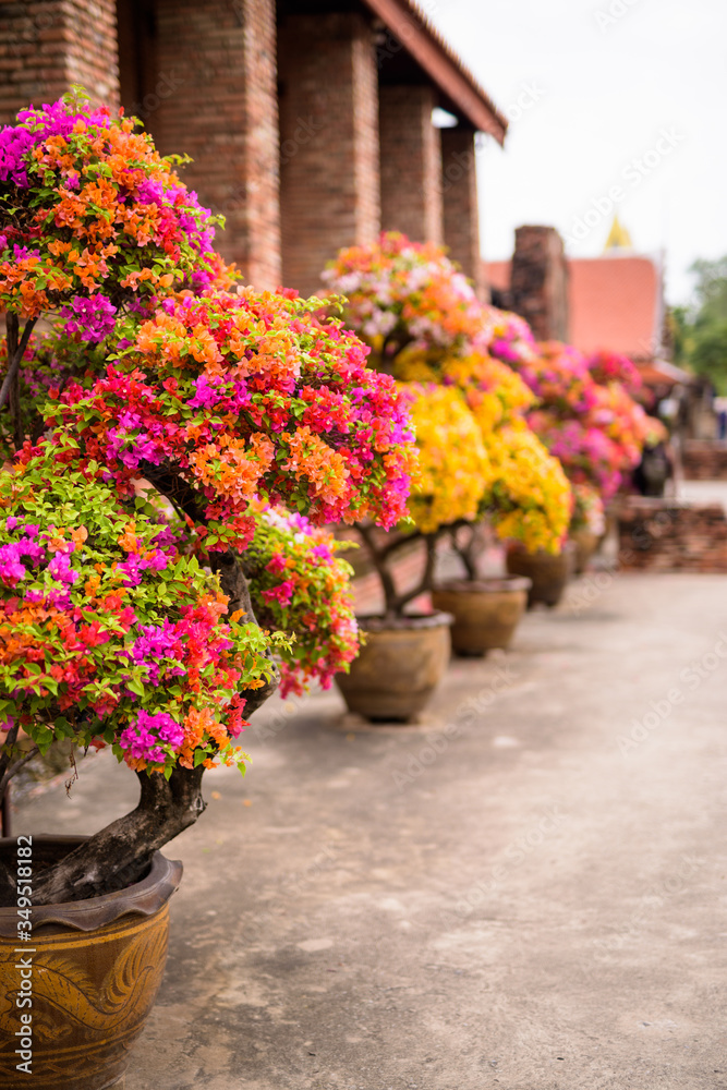 Portrait Of Flowers In Ayutthaya City Of Thailand