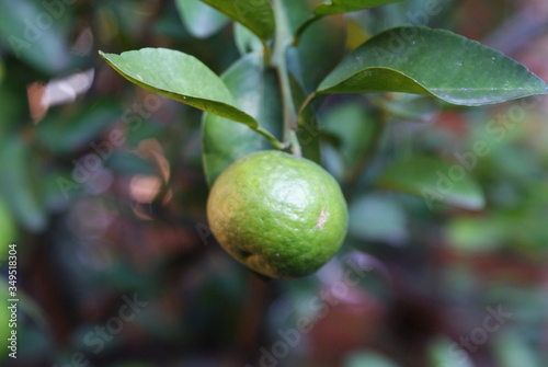 Wallpaper Mural Lime tree in the farm Torontodigital.ca