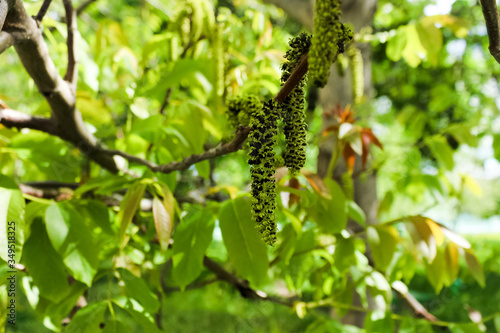 Black walnut (Juglans nigra) buds close up. Walnut blooms, branch with buds on a green background. flower of walnut on the branch. Bloom, health.с