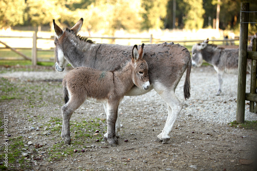 Fotografering Donkeys Standing At Farm