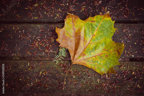 foglia ne bosco d'autunno