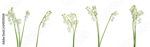 Collage with beautiful lilies of the valley on white background. Banner design