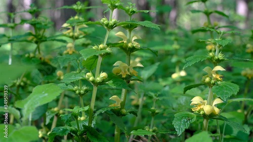 Wallpaper Mural Flowers of yellow archangel (Lamium galeobdolon). Torontodigital.ca