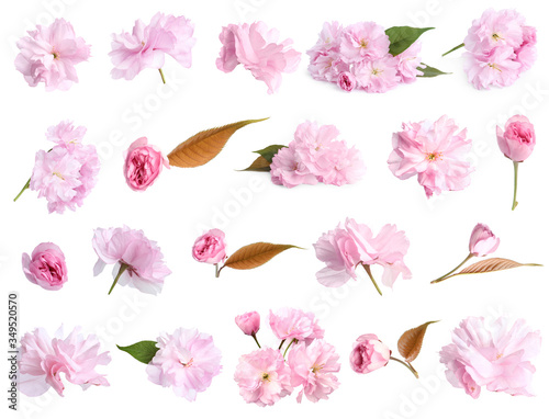 Fototapeta Naklejka Na Ścianę i Meble -  Set of beautiful sakura blossoms on white background. Spring season