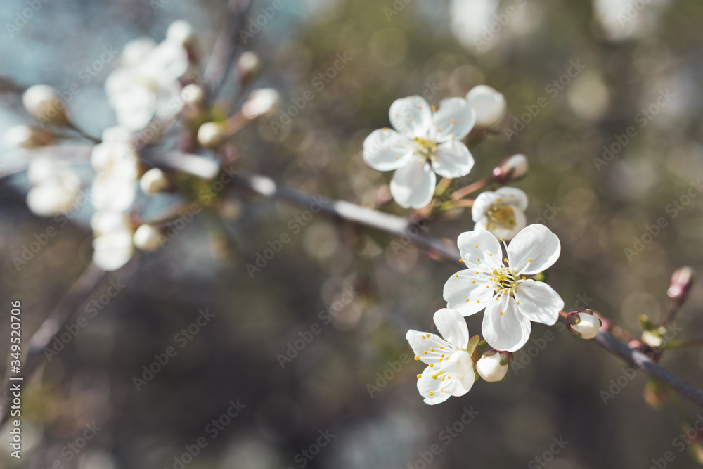 Blooming cherry tree. Grey toned close up photo of fragile spring flowers. Spring season.