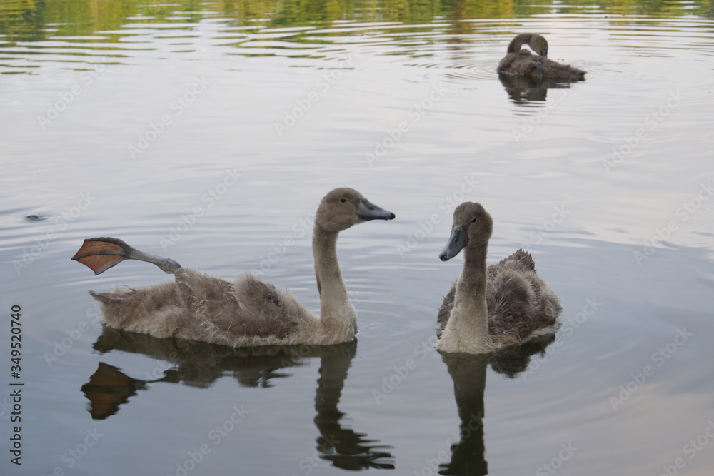 Fototapeta premium Three wild ducks in pond