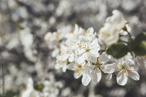 Blooming cherry tree. Grey toned close up photo of fragile spring flowers. Spring season. photo