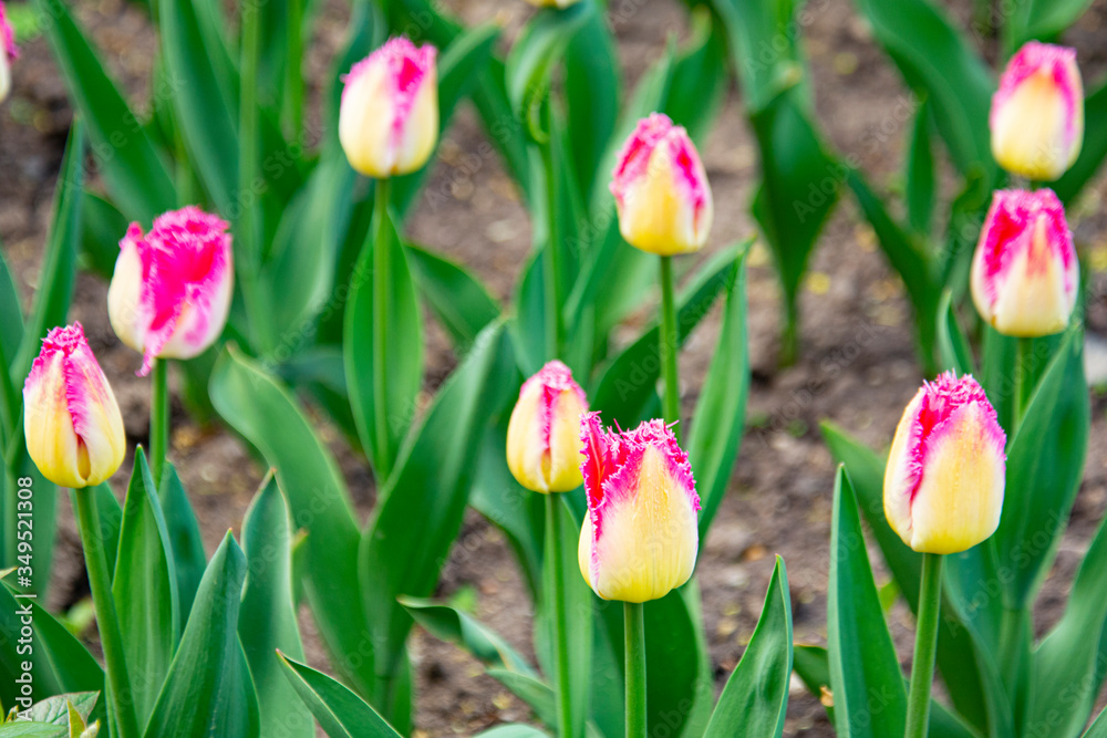 beautiful spring tulips with leaves. Background for card. beautiful spring tulips with leaves. Background for card.
