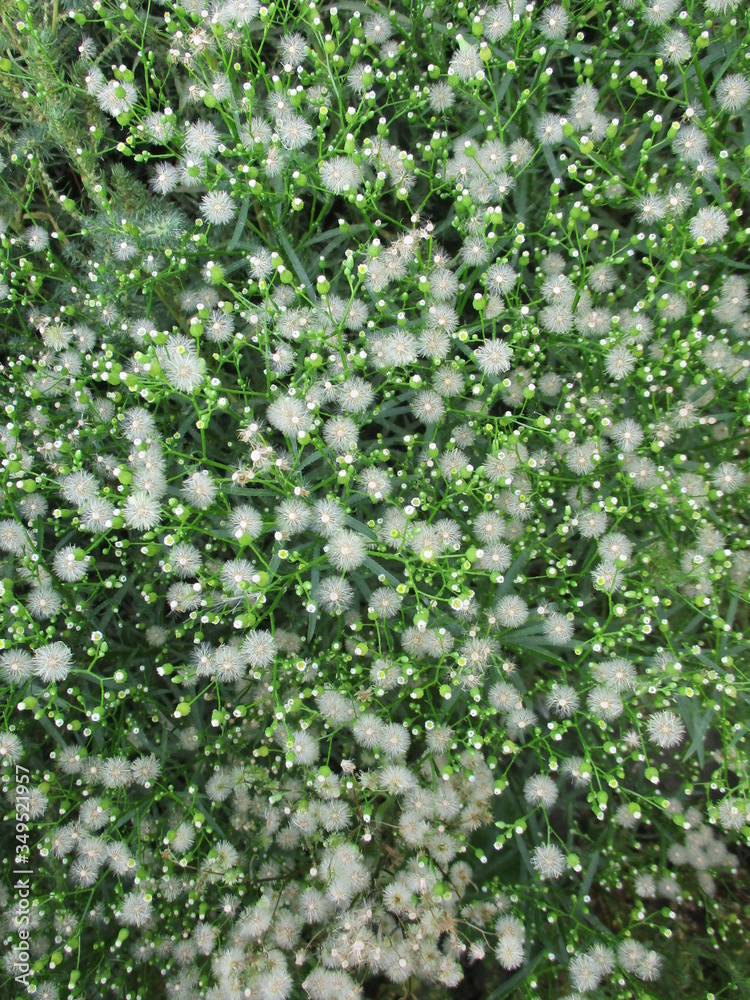 white small flowers on a grass background white small flowers on a grass background