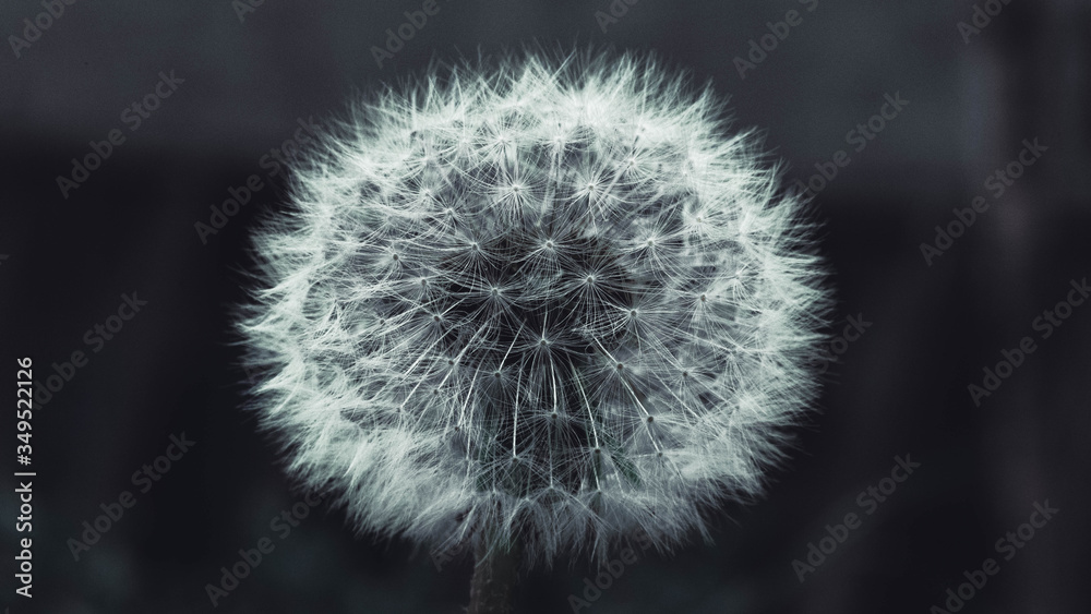 Beautiful spring macro, detailed nature elements Beautiful spring macro, detailed nature elements