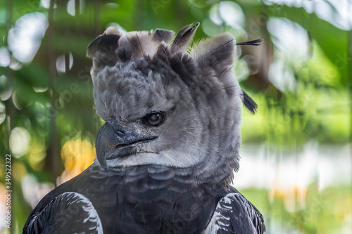 Portrait of Harpy eagle (Harpia harpyja) proudly looks away. Its also known as American harpy, Papuan eagle or New Guinea harpy eagle.