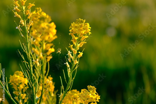 Pflanze, Abendsonne, Blume