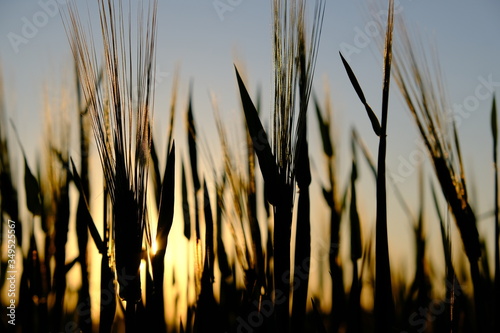 Getreide, Roggen, Abendsonne