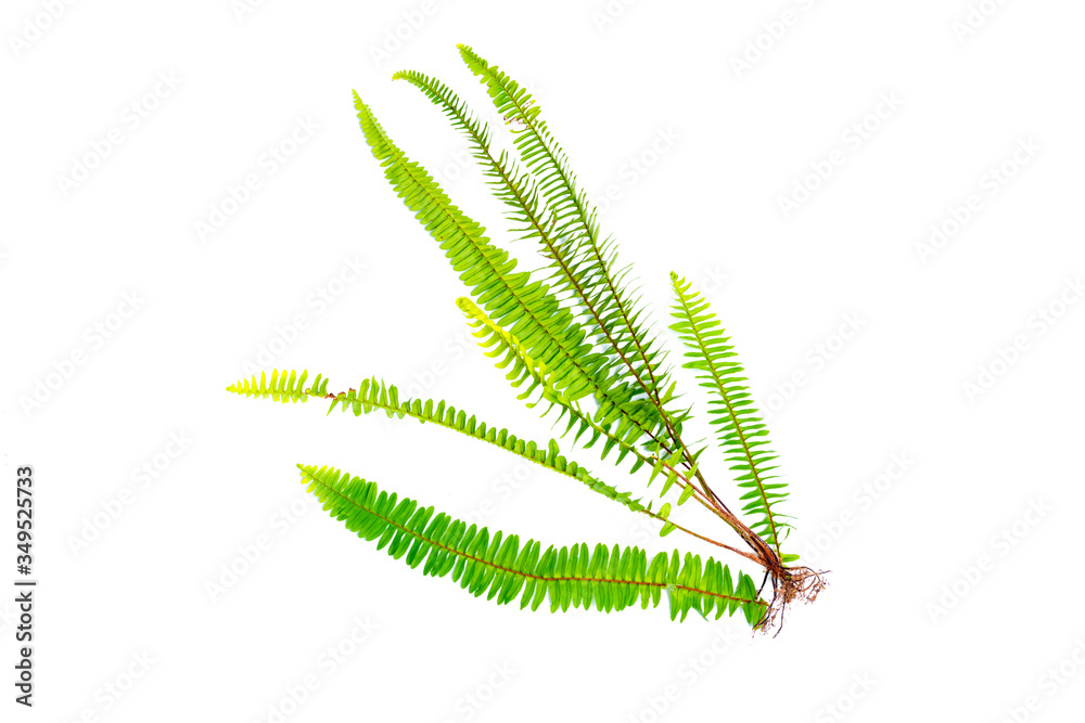 Fern leaves and roots isolated on white background Fern leaves and roots isolated on white background