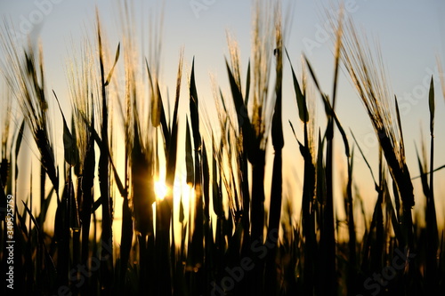 Getreide, Roggen, Abendsonne