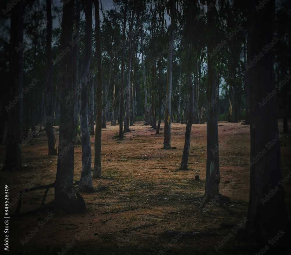 Fototapeta premium morning in the woods