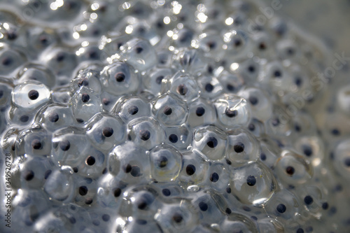 Closeup of a section of frog spawn