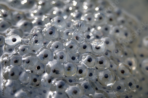 Fotografie Closeup of a section of frog spawn