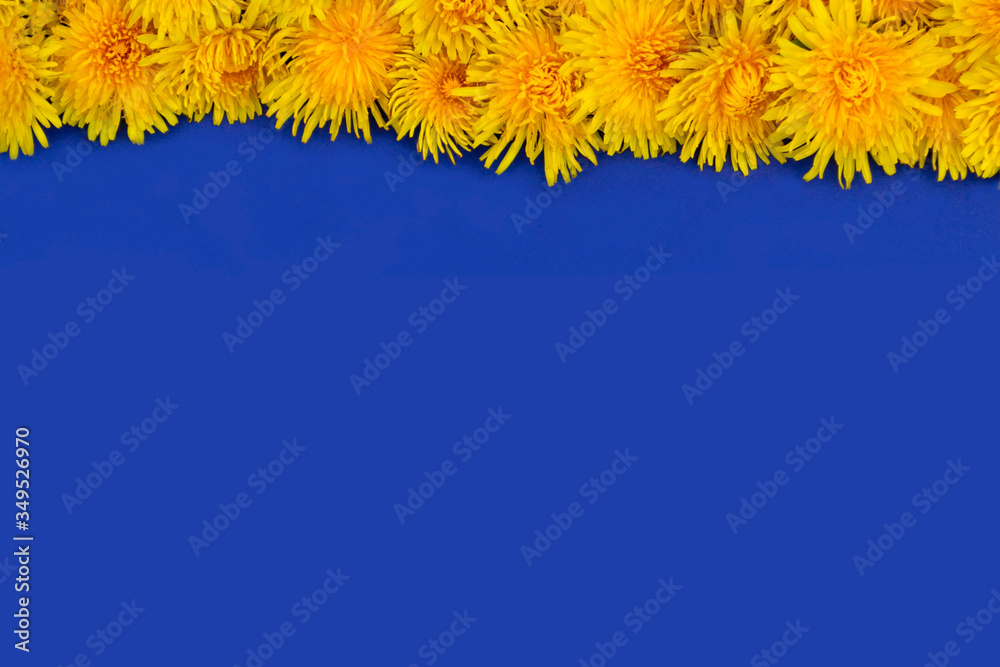 Many yellow dandelions lie in a row on top. Frame on a blue background. Place for text Many yellow dandelions lie in a row on top. Frame on a blue background. Place for text