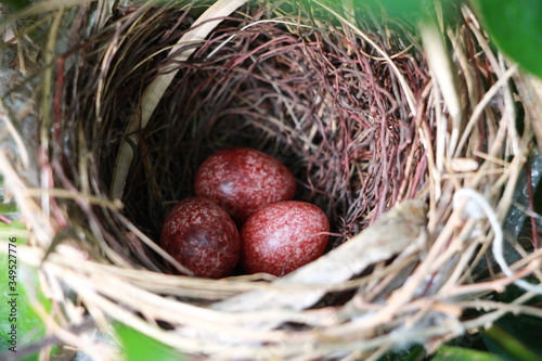фотографія the bulbul bird's eggs in the nest