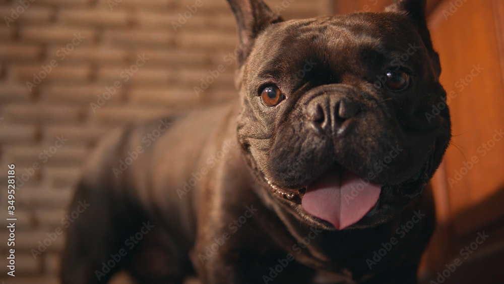 Cute black french bulldog  infront of the door.